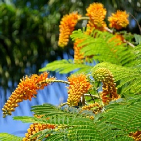 Colvillea Racemosa Plant